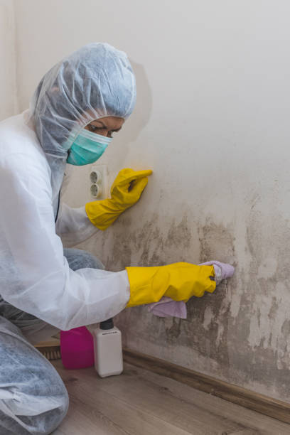 Best Emergency Mold Remediation  in USA